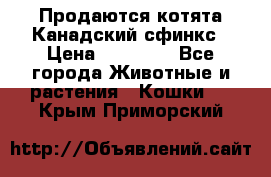 Продаются котята Канадский сфинкс › Цена ­ 15 000 - Все города Животные и растения » Кошки   . Крым,Приморский